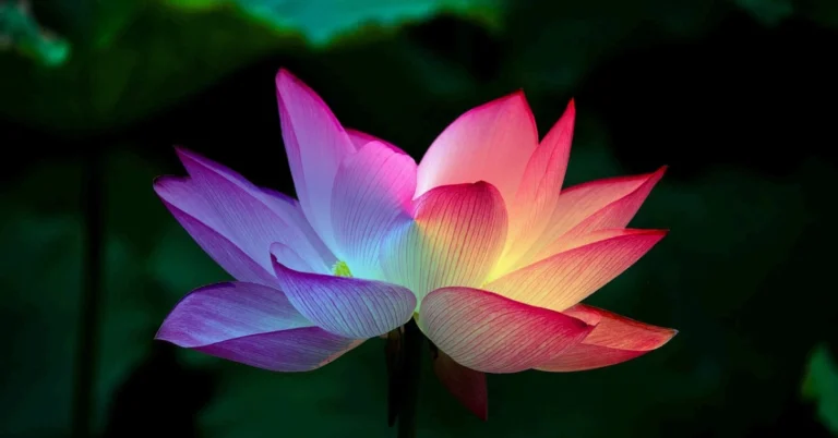 Guided Kundalini Meditation Flower